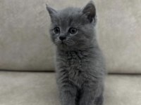 3 aylık british shorthair karma aşıları tamamlanmıştır
