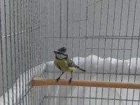 MAVİ BAŞTANKARA ERKEK