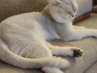 Acil scottish fold oğlum paşaya dişi aranıyor
