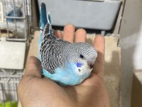 Ele Alıştırmalık Muhabbet Kuşu Yavrular