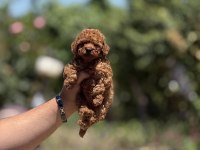 EN KÜÇÜK BOY TEACUP POODLE BEBEKLER 