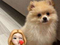 Pomeranian Boo 4.5 Aylık
