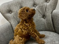 Kore Kan Red Brown Poodle
