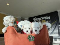 MALTESE YAVRULAR MALTİPO VE TOY POODLE YAVRULAR ANKARA