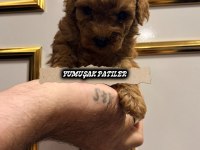 Red Brown Poodle