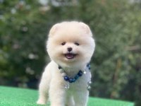 Pomeranian