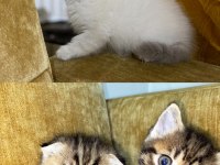 SAHİPLENDİRME BRİTİSH SHORTHAİR KEDİMİZ