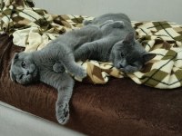 Scottish Fold kedimiz