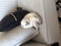 Sahiplendirilecek scottish fold kedisi