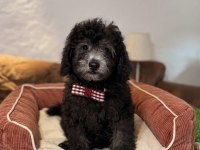 Silver Toy Poodle Bebeklerim