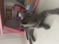 Yavru 4 Aylık british shorthair ücretsiz