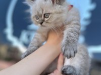 MASMAVİ PAMUK GİBİ BLUE POİNT BRİTİSH LONGHAİR