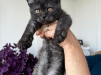 3 aylık erkek british shorthair
