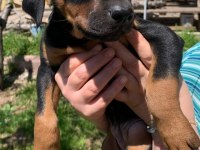 A Kalite Heykel Gibi Doberman Yavrular