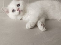 British shorthair golden cy ve ay yavrularım karşınızda