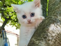 2 aylık british shorthair