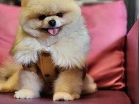 Türkiyedeki en basık burunlu tam ayı surat pomeranian