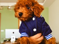 2,5 Aylık Toy Poodle Yavrumuz Bambi Sahibini Arıyor!