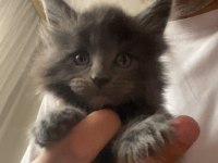 Dev Xxxl Kan Maine Coon Yavrular