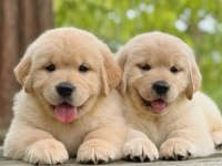Evinizin neşesi golden bebişler her yere kapıda öde
