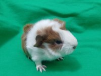 Özel besledigim ginepig yavru