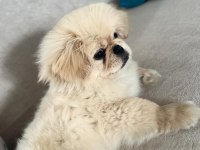 Acil satılık köpeğimiz
