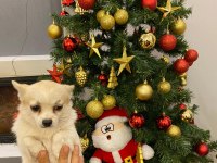 1 çift 0 boy şivava köpekler