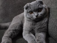Scottish fold oğlumuz Duman için eş arıyoruz