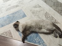 Scottish Fold Blue Point 9 Aylık Dişi