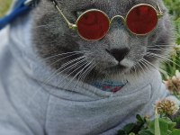 RUSSİAN BLUE KEDİMİZ BARUT YENİ YUVA ARIYOR ÜCRETSİZ