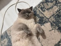 Blue Point british shorthair