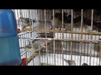 Bengal ve zebra ispinozu kuşlar sağlıklı