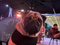 Tuvalet eğitimli çok akıllı Pug Deprem Bölgesinden