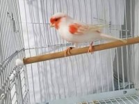Üst Düzey Almozaik Kuşlar