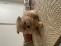 Pomeranian Boo