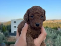 MINYATÜR SAFKAN SAGLIK VE IRK GARANTILI TOY POODLE YAVRULAR