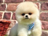 Safkan pomeranian yavrular