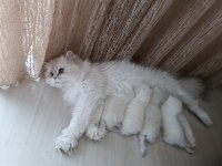 Anne baba full şecereli olup british shorthair yavrular