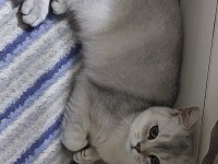 ÇOK UYSAL BİR KEDİ ACİL YUVA AROIYORUM
