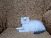 British shorthair silver point kızımız