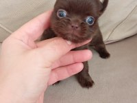 Safkan bir erkek chihuahua