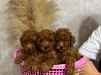 Irk garantili poodle bebekler