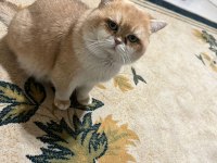 Premium Kalite Golden British Shorthair
