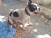 İzmir French Bulldog Köpeği