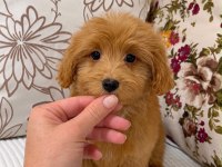 RED MALTİPOO BİBLO KIZIMIZ