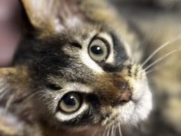 Kalitenin Adresi Big Claw - Maine Coon