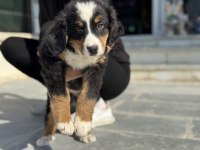 Yarışma düzeyinde bernese yavrularımız 