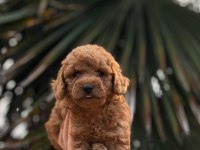 Redbrown Toypoodle 