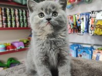 British shorthair 2 aylık bebek dişi