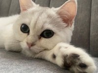 SİLVER ERKEK VE DİŞİ KEDİMİZ